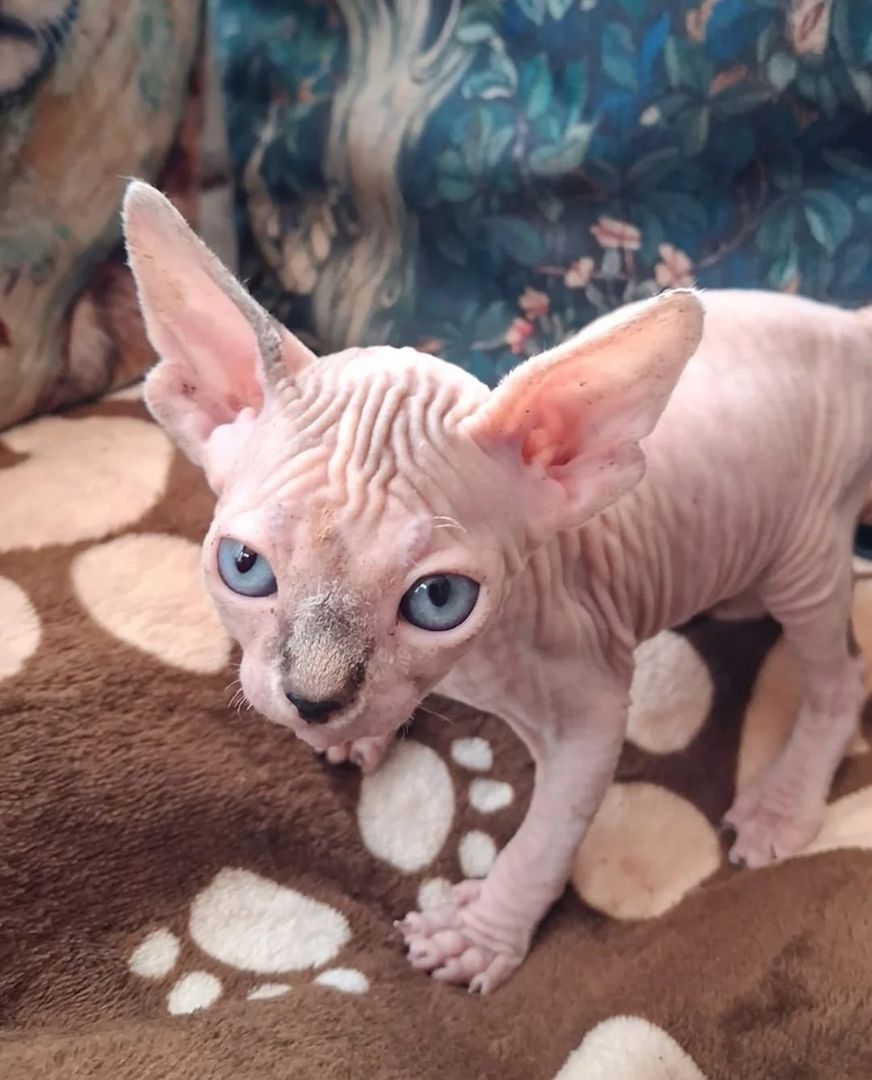 Atemberaubende kanadische Sphynx-Kätzchen