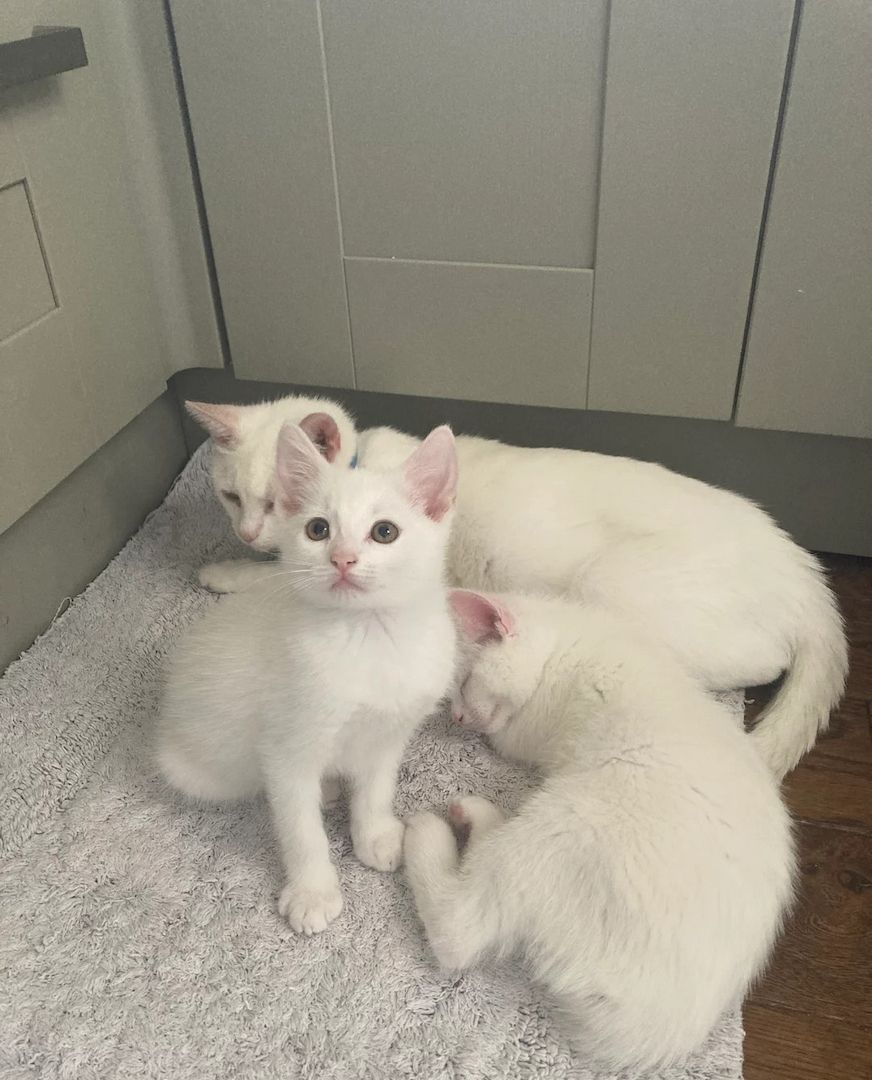 Wunderschöne und liebevolle türkische Van-Kätzchen