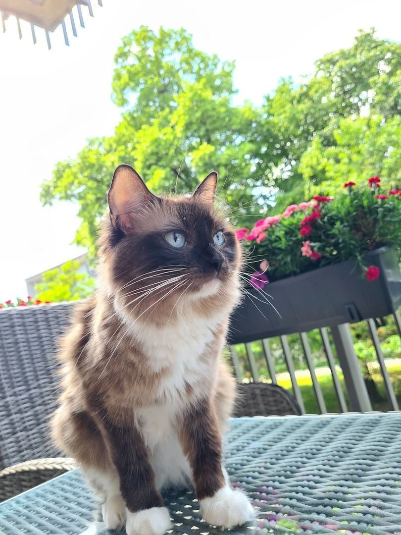 Ragdoll kittens with pedigree ready for pickup!