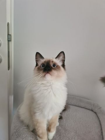 Ragdoll kittens with pedigree ready for pickup!