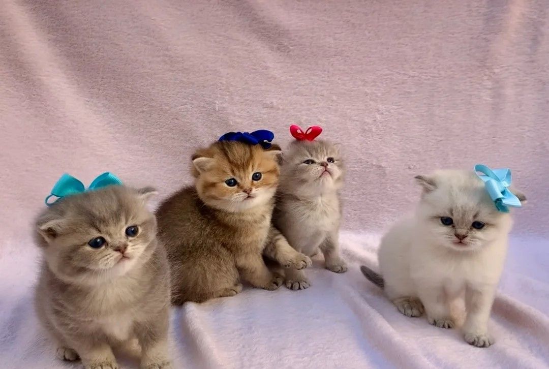 blau-goldenes Britisch Kurzhaar