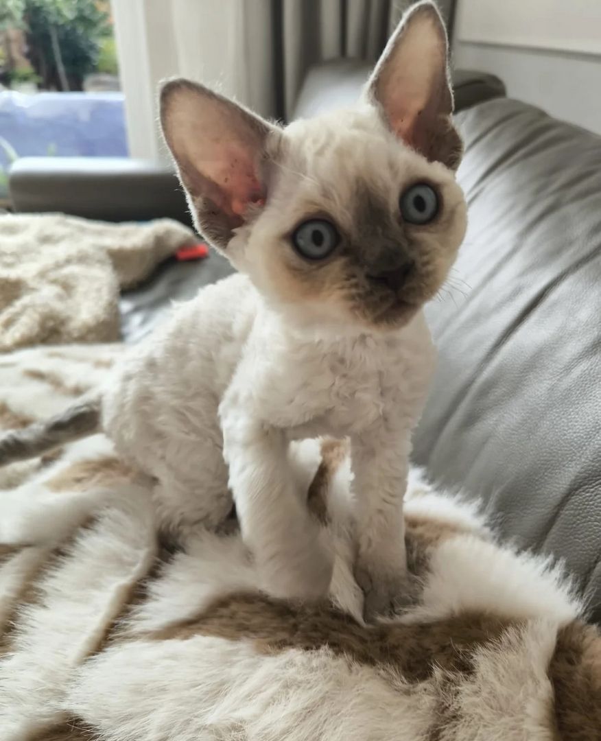RESERVIERT💙Blue Point Devon Rex Kätzchen