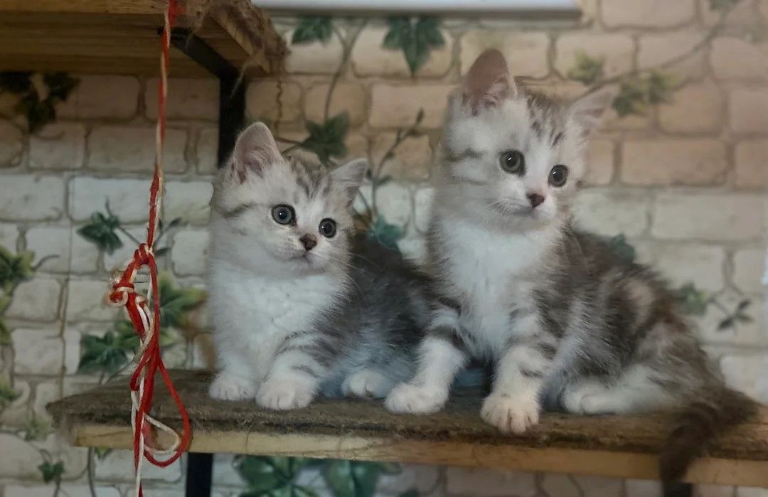 Entzückende Munchkin-Kätzchen