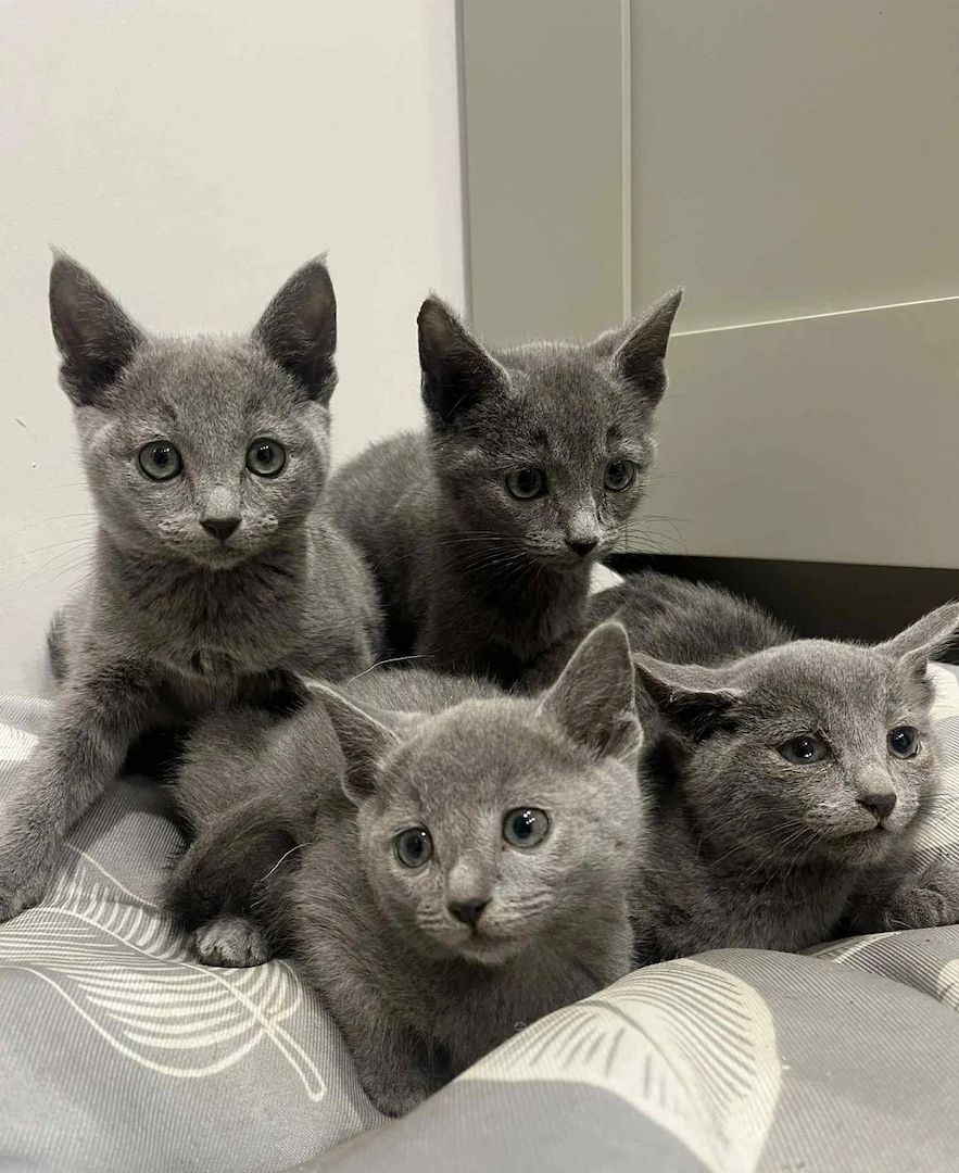 Atemberaubende GCCF Russisch Blau Kätzchen