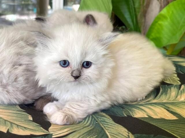 entzückenden Ragdoll-Kätzchen.