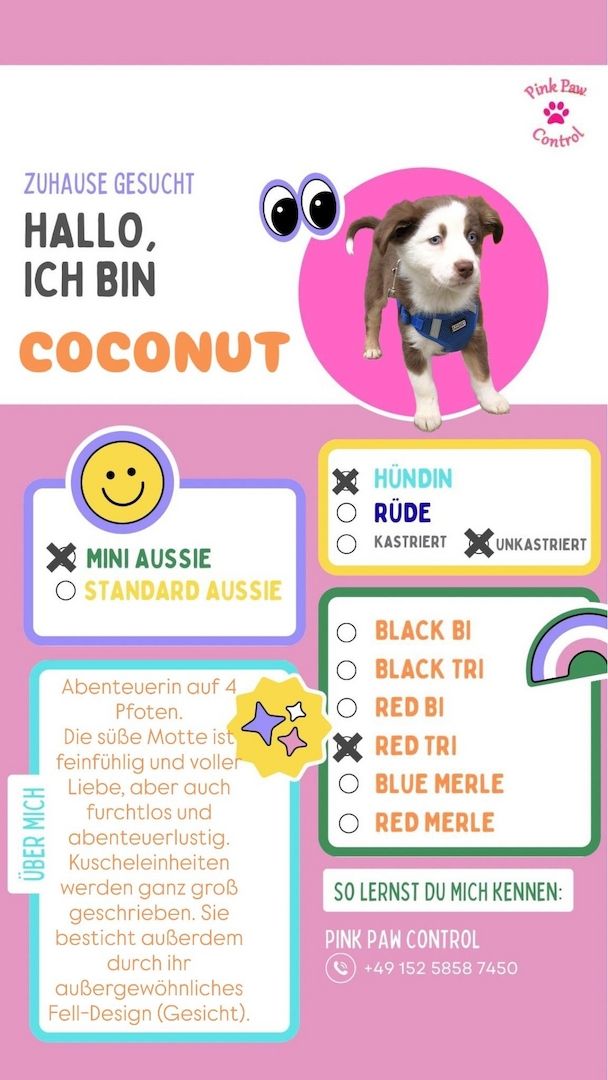 Miniature Australian Shepherd-Welpen 