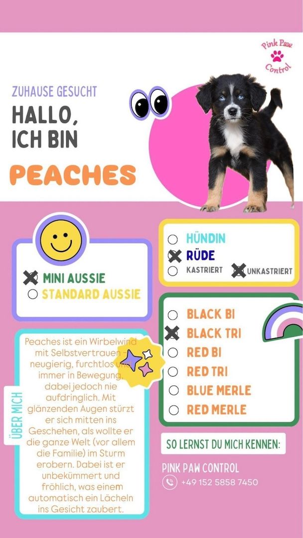 Miniature Australian Shepherd-Welpen 