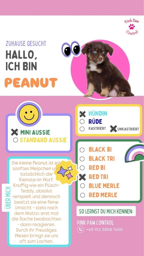 Miniature Australian Shepherd-Welpen 