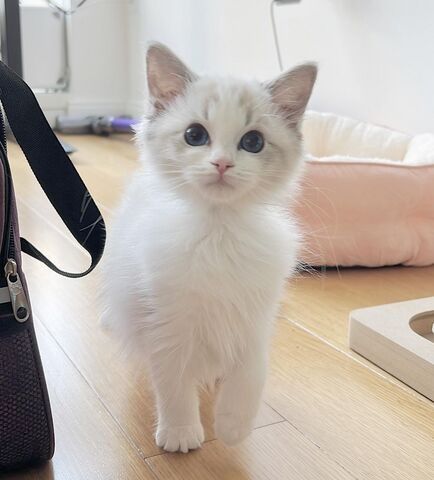 Ein weibliches Ragdoll-Kätzchen