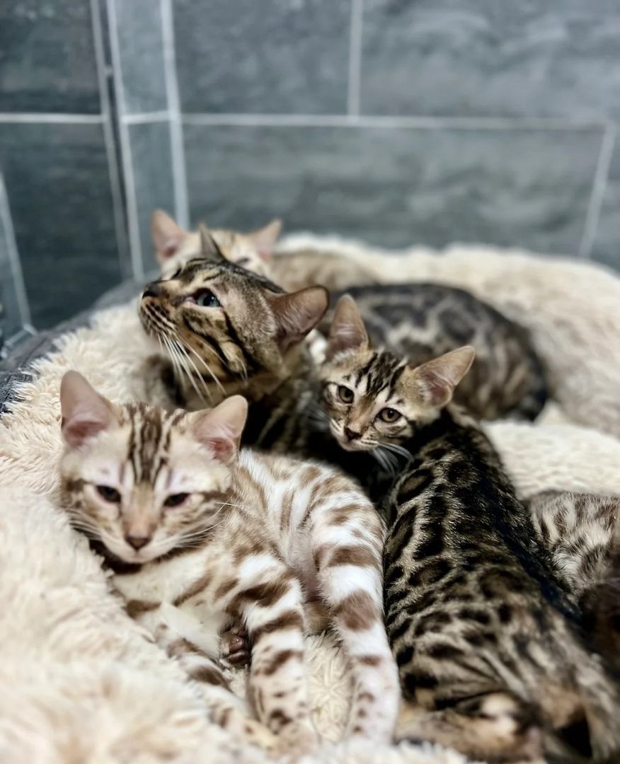 Bengalkätzchen zu verkaufen