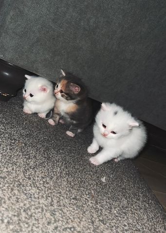 Wunderschöne türkische Angorakatzen.