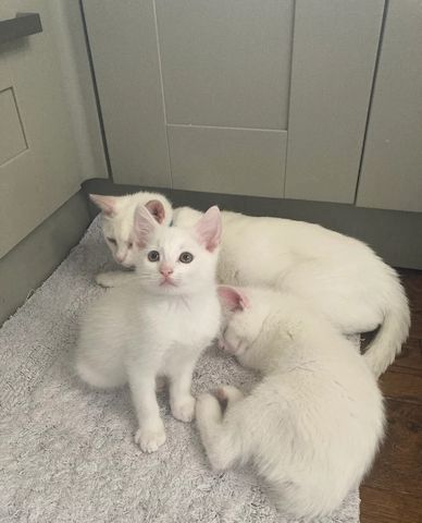 Wunderschöne und liebevolle türkische Van-Kätzchen