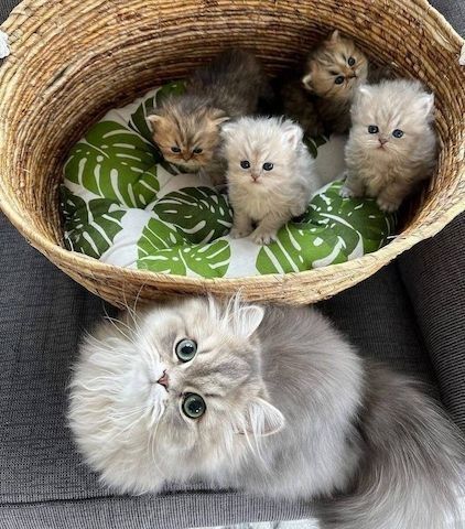 Ragdoll-Kätzchen zu verkaufen