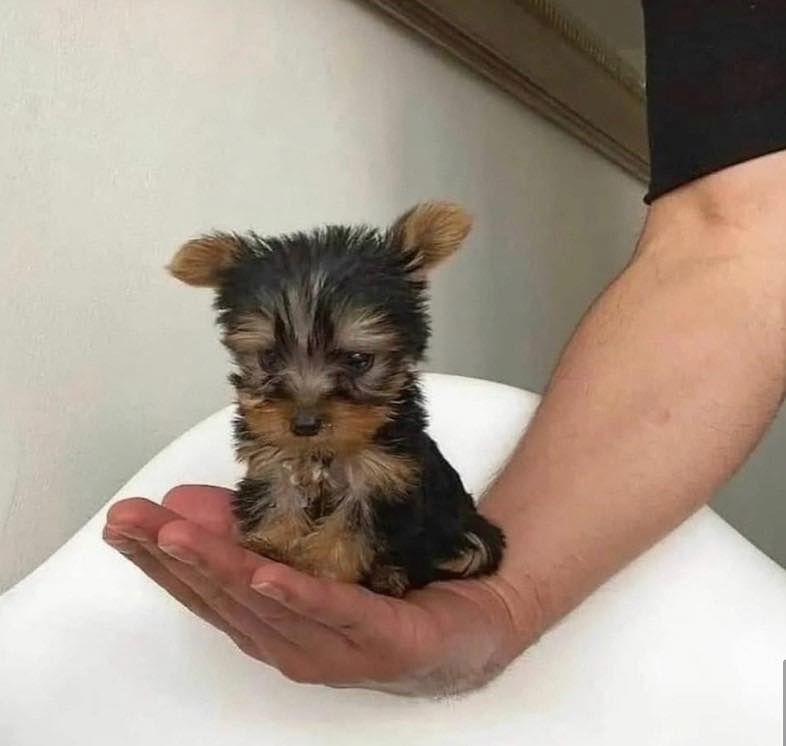 Erhältlich Yorshire Terrier Welpen mit Papieren .