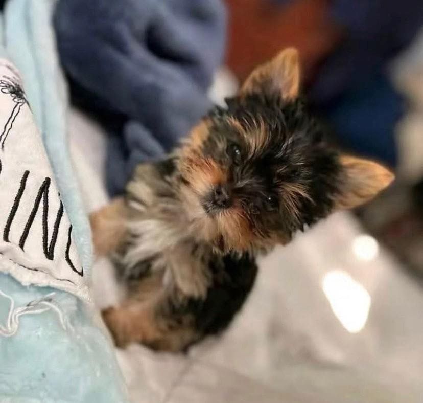 Erhältlich Yorshire Terrier Welpen mit Papieren .