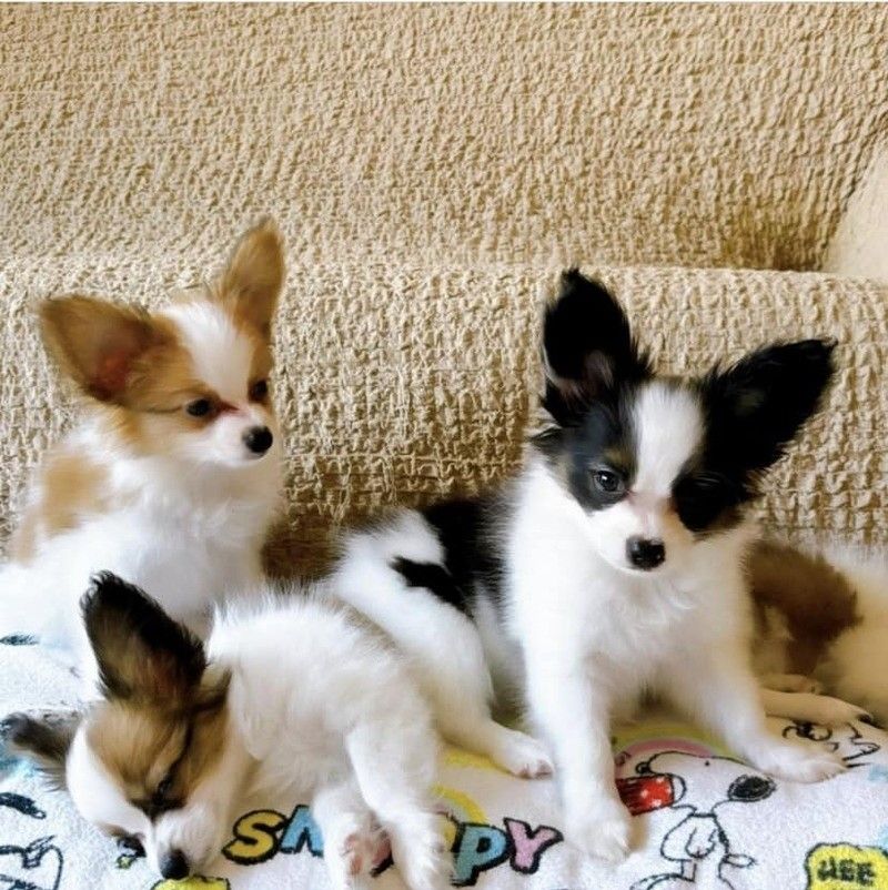 Papillon Puppies