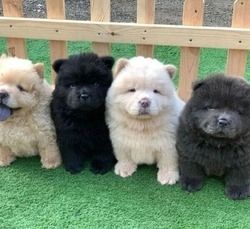 Chow-Chow-Welpen