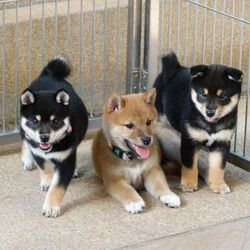 Shiba-Inu-Welpen