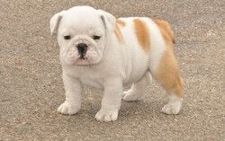 Englische Bulldoggenwelpen