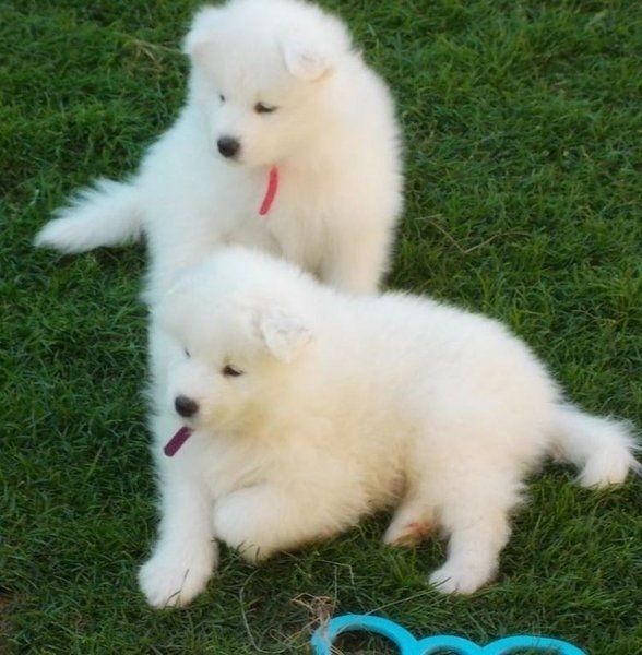 Samoyed