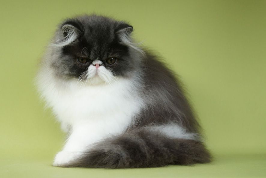 junge Perserkätzin aus Hobbyzucht