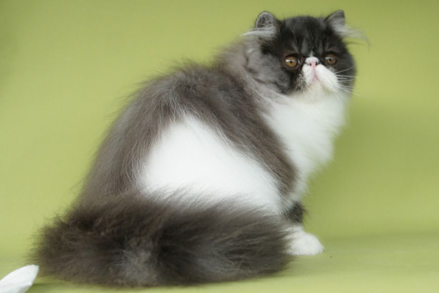 junge Perserkätzin aus Hobbyzucht