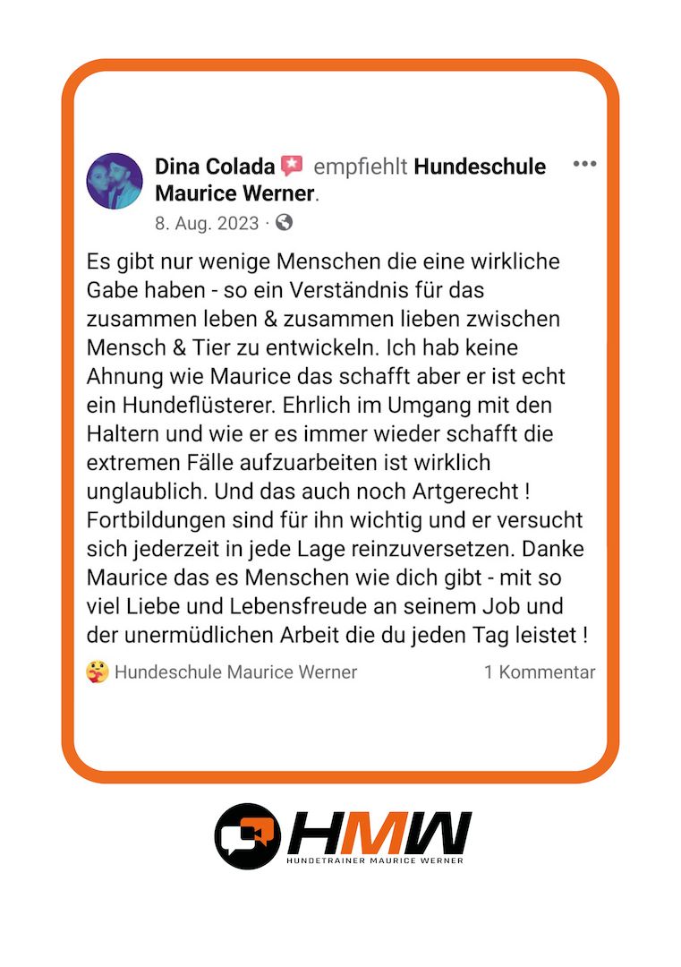 Professionelles Hundetraining – Persönlich oder auch via Video