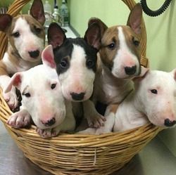 Bullterrier-Welpen