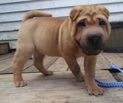 Reinrassige Shar-Pei-Welpen