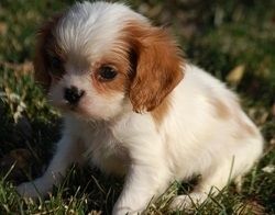 Zwei Cavalier King Charles Spaniel Welpen suchen ein neues Zuhause!