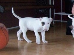 Bullterrier-Welpen (Rüden und Hündinnen) abzugeben