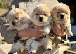 Chow-Chow-Welpen abzugeben!