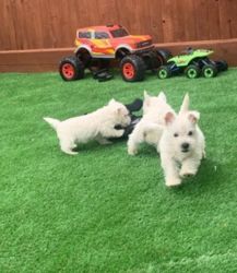 West Highland White Terrier Welpen