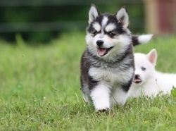 Alaskan Klee Kai Welpen