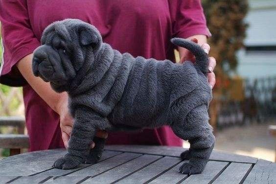 Reinrassige Shar-Pei-Welpen