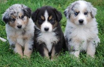 Australian Shepherd Welpen .