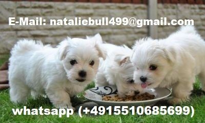 MINI Malteser Welpen 12 Wochen