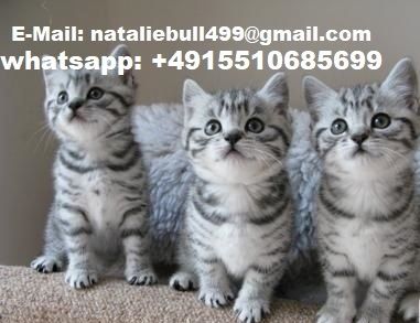 Bkh Kitten Britsch Kurzhaar Black Silver Tabby Whiskas .