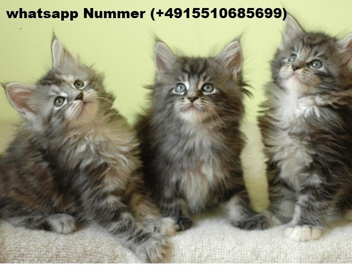 Maine-Coon-Kätzchen