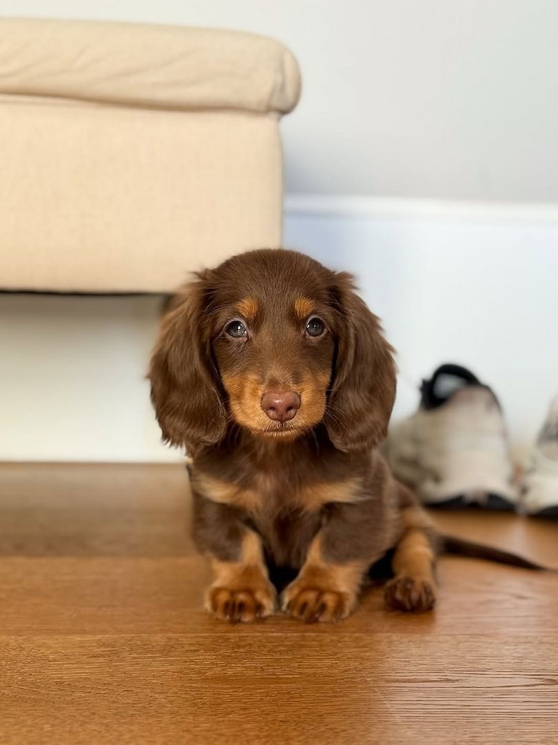 Dackelwelpe zur Adoption