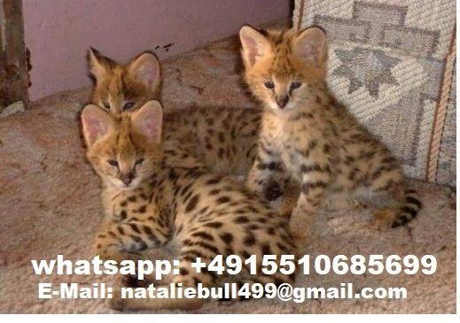 Savannah f4, f5, f6 Kätzchen verfügbar