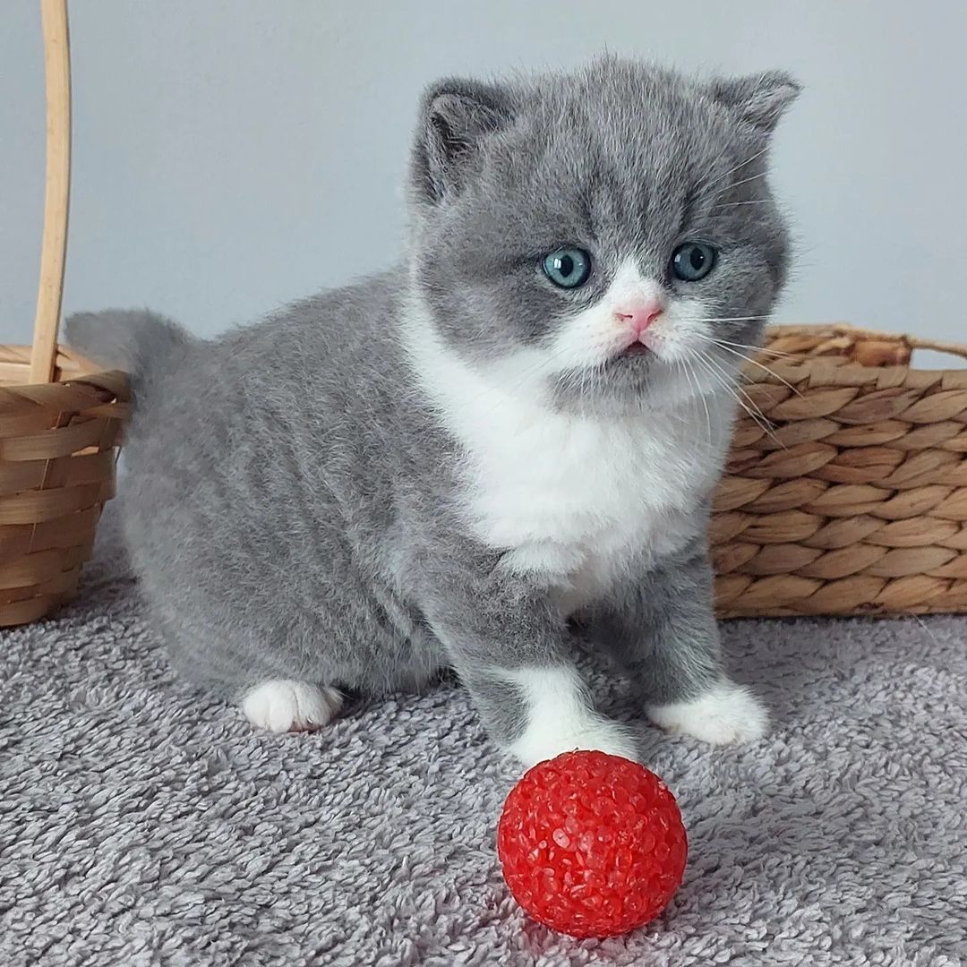British Shorthair Kitten zu Verkaufen