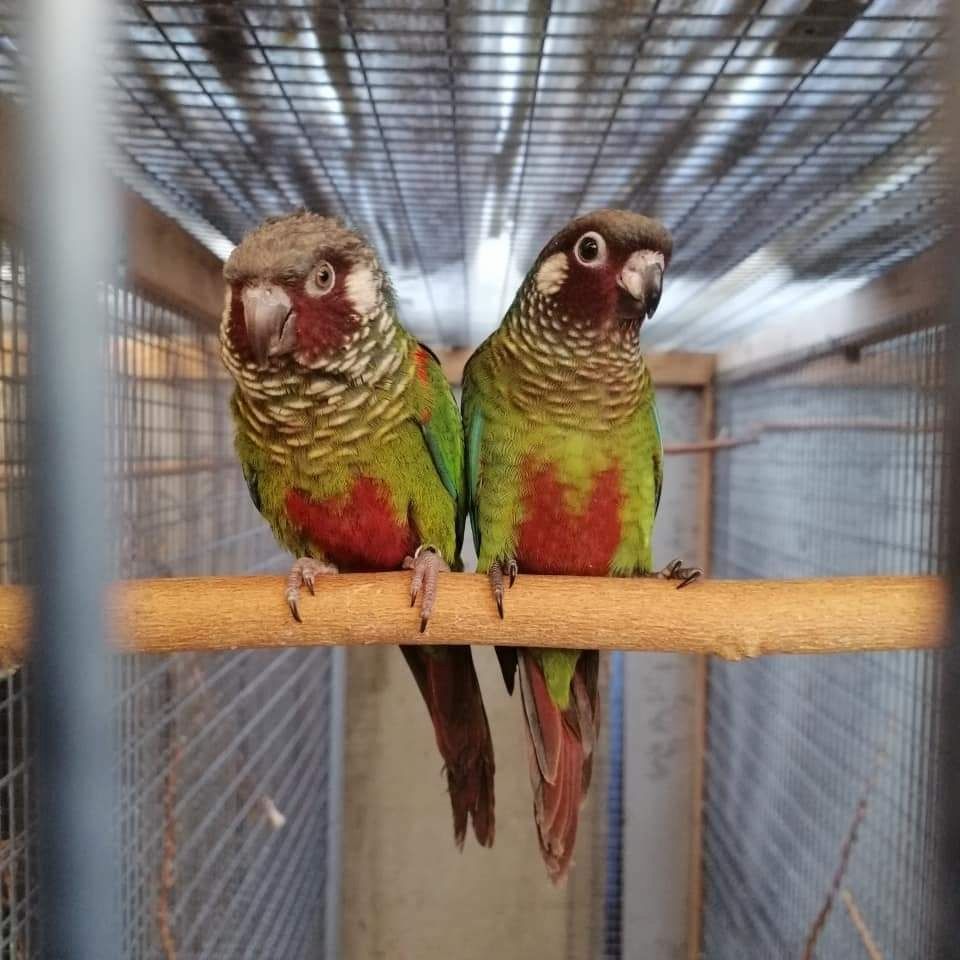 Emmas Weißohrsittiche