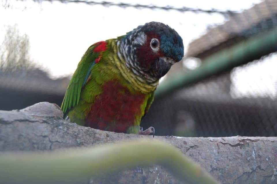 Emmas Weißohrsittiche