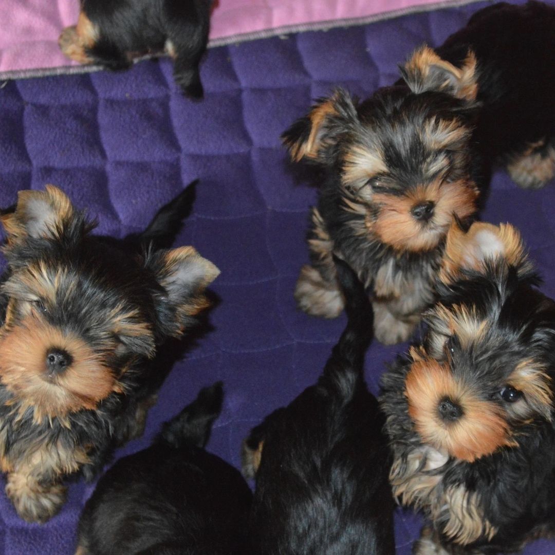Yorkshire Terrier Welpen für perfekte Häuser.