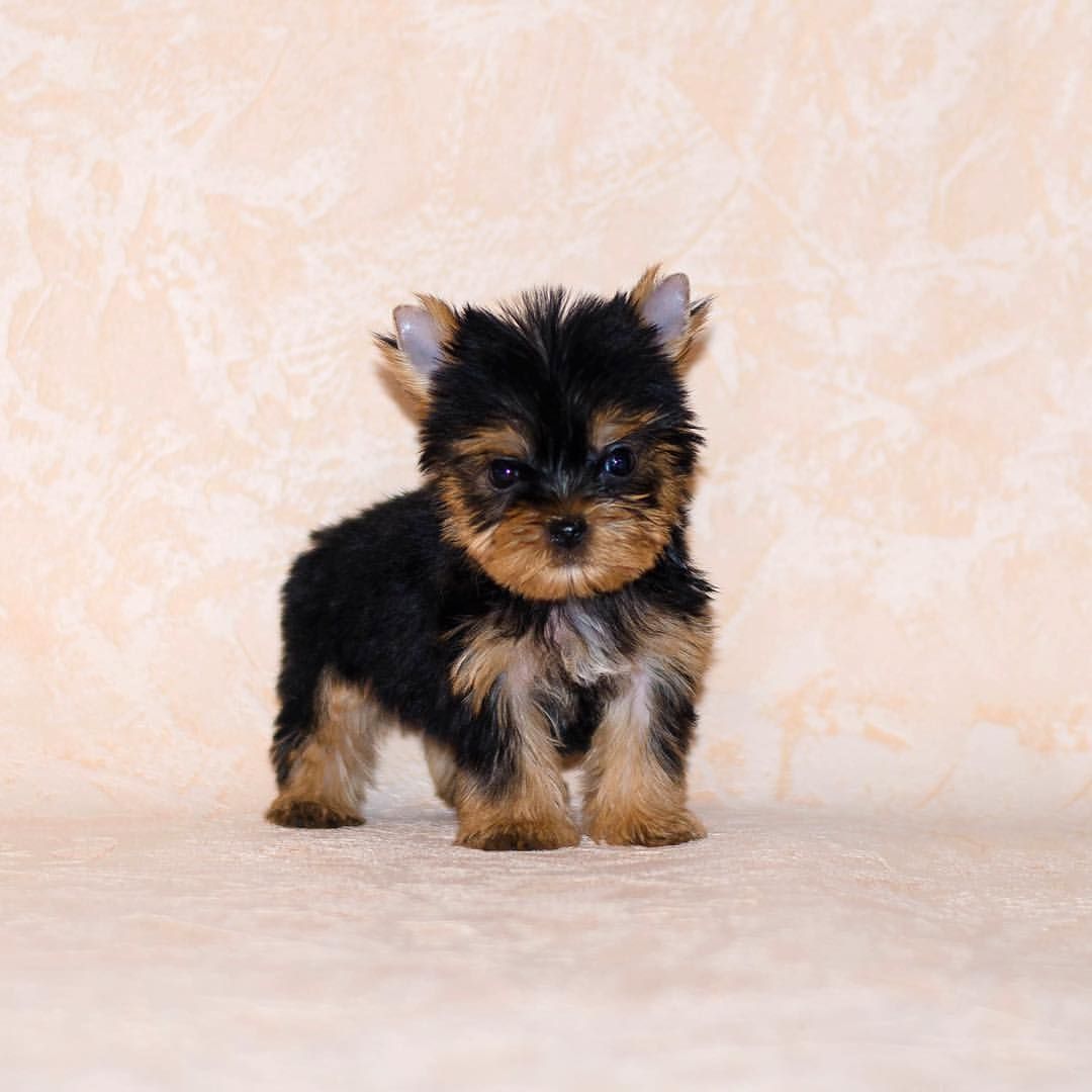 Yorkshire Terrier Welpen für perfekte Häuser.