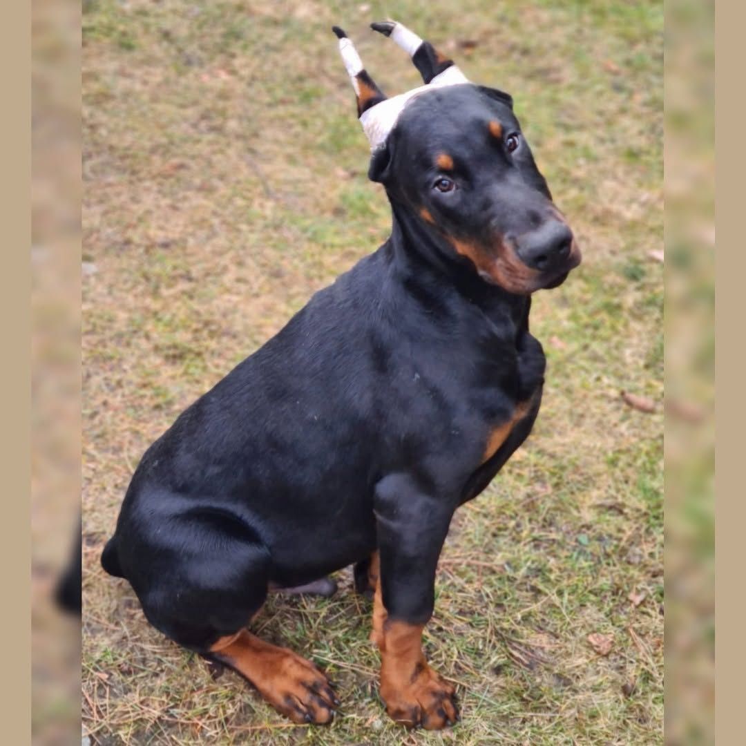 Dobermannwelpen Hündin und Rüden zu verkaufen.