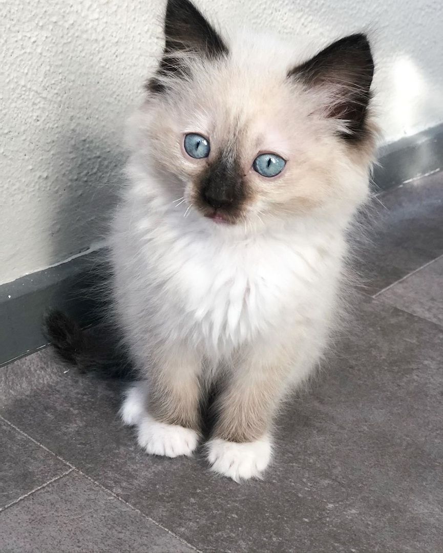 Ragdoll Katzen zu Verkaufen