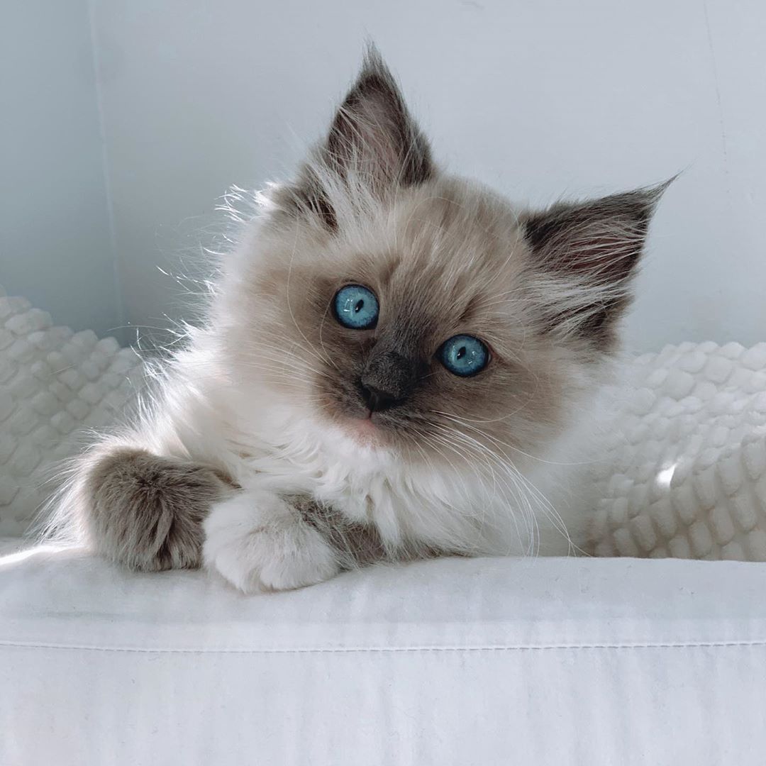 Ragdoll Katzen zu Verkaufen