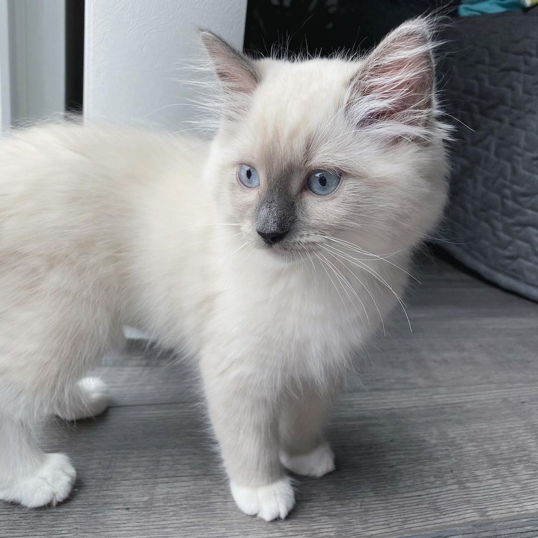 Ragdoll Katzen zu Verkaufen